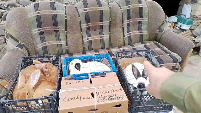 одна большая и маленькая семя кроликов. ОТПРАВКА