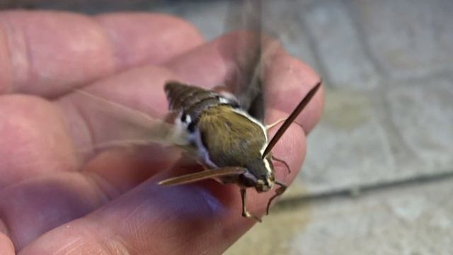 Бражник подмаренниковый (Hyles Gallii). Москва 09.07.2024