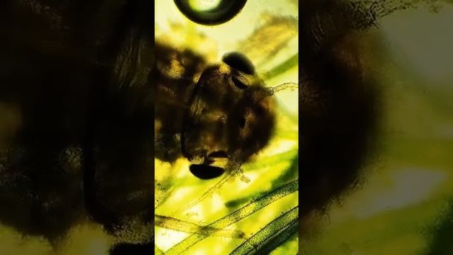 What Is This #molds #fungi #omg