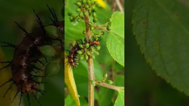 5758e2f408021ea7357df86392eec428