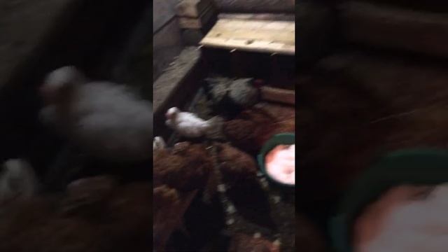 переделал курятник внутри и поставил крутые клетки кроликам