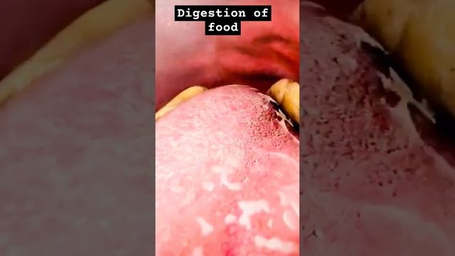 Digestion Of Food #salivary Glands #bolus #animation Video