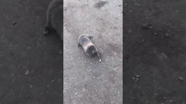 Слепыш