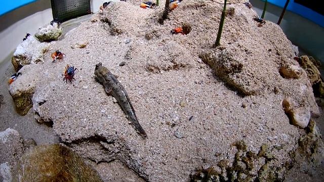 Токио. Океанариум. Крабы 2