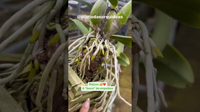 Você Sabia Que Cerca De 80% Da Nutrição De Uma Orquídea Ocorre Através De Suas Raízes?