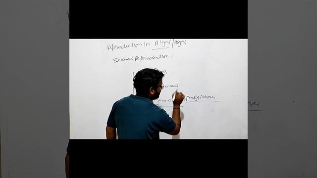 Sexual Reproduction In Algae