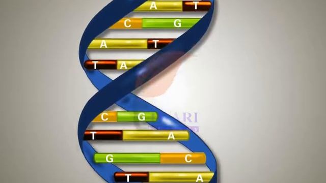 Class 12 Biology Chapter 6 Molecular Basis Of Inheritance - Replication