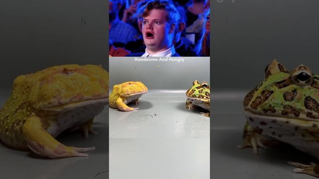 Pacman Frog Take The Food’s Roomate 🐸 #africanbullfrog #pacmanfrog #feeding #bullfrog #frog