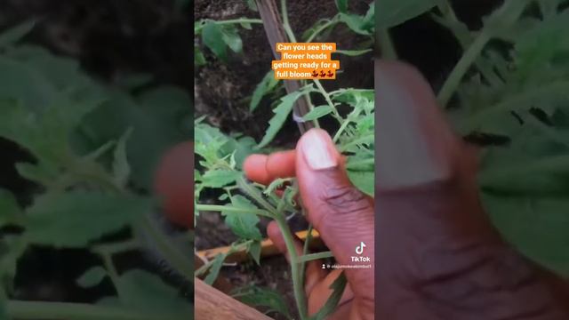 Staking Tomatoes 🍅; Getting Tomatoes Ready For Fruiting. #growingtomatoes #backyardgardening