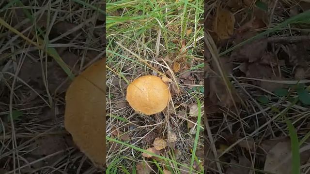 8e5890c160701b46aa1e986fe178ca13