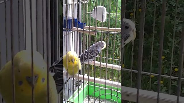 Дождь.Лето.Мои крошки)))