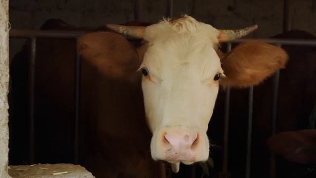 Green Apple, The Taste Of Childhood—tangy, Sweet, Refreshing, With A Crisp And Juicy Bite【滇西小哥】