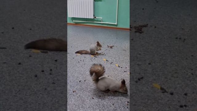 Пример видеоклипа для ВК
