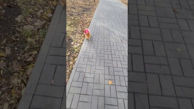 A5eee67425f34660c201b54754f238c8