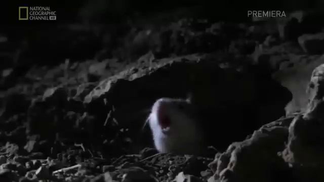 Screaming Mouse