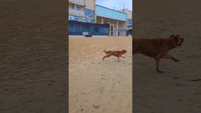 Сегодня холодно, а он в воду