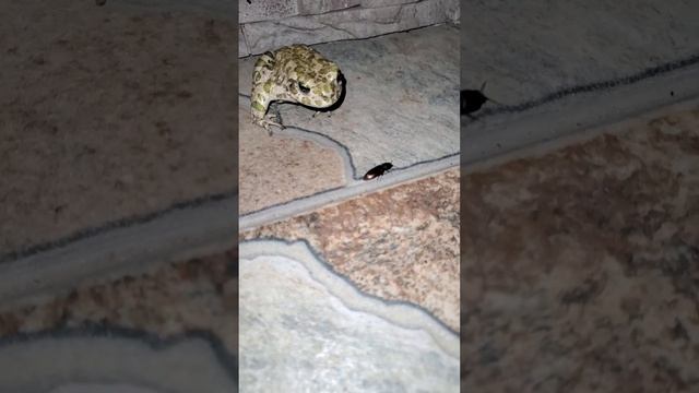 Жаба ловит жука.