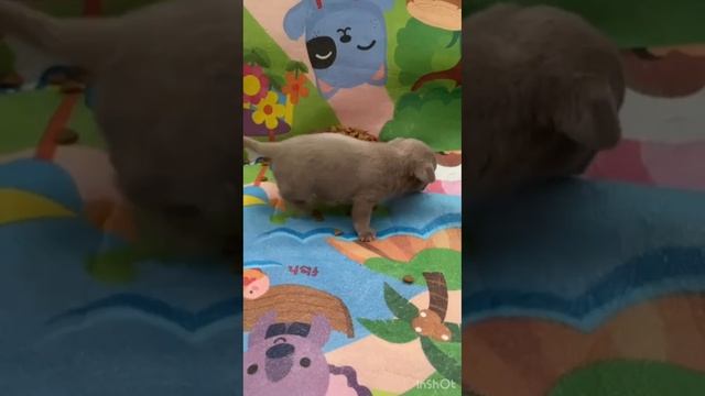 Чишка мама учит щенка есть корм.