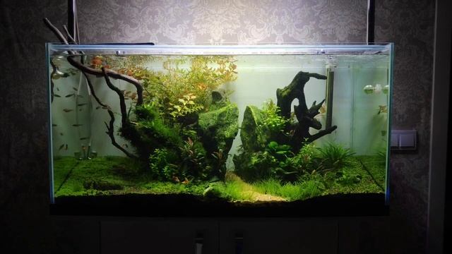 Процветающий Green Gate аквариум