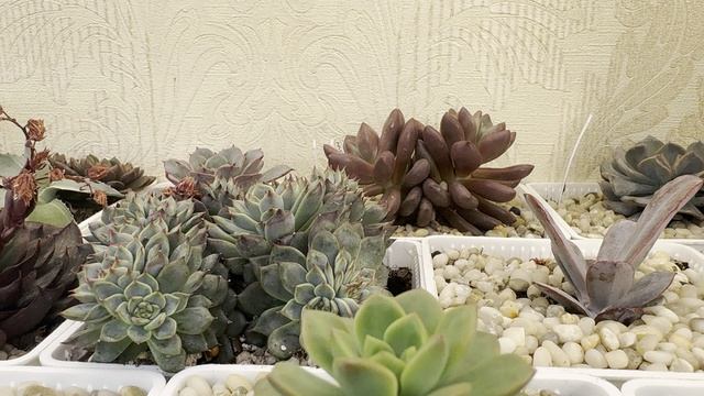 Суккуленты вновь детки в японского типа пластиковых горшочках.