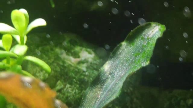 Green Gate набрал массу