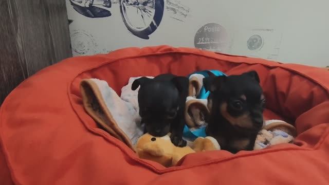 Щенки русского той-терьера.