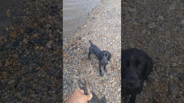 Русский охотничий спаниель. 5 месяцев учимся подавать дичь с воды.