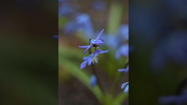 Непобедимая любовь. Автор Светлана Теребилина