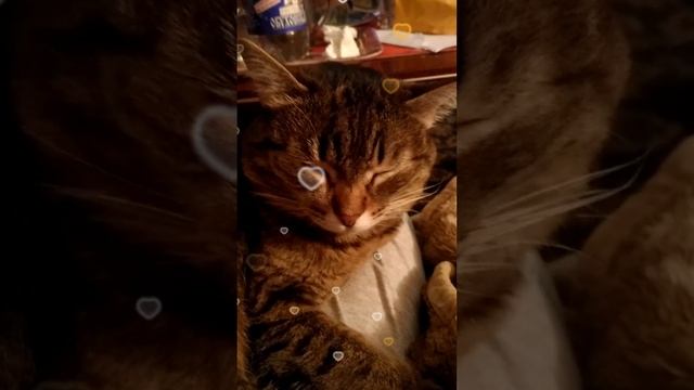 Мусёна спит.😺😊💖🐾🐾