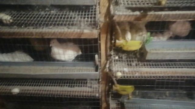 Супер курятник