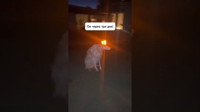 Фатальная ошибка #юмор #antistrelka #teyes #automobile #прикол #shorts #собака