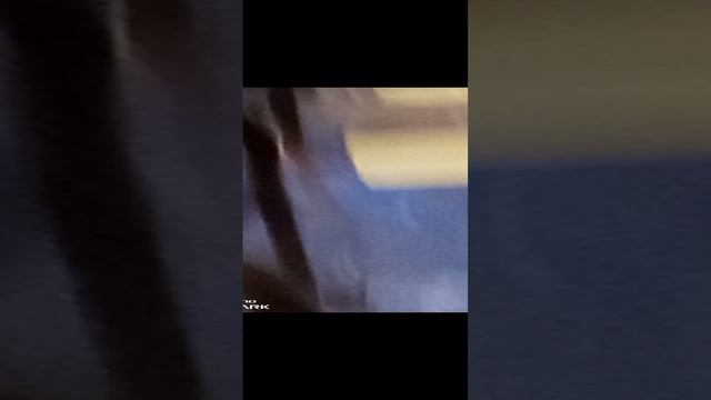 VID_20241121_151230.mp4