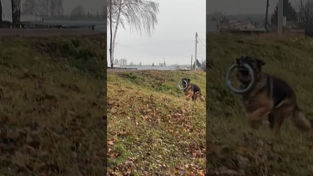 Собака друг человека.