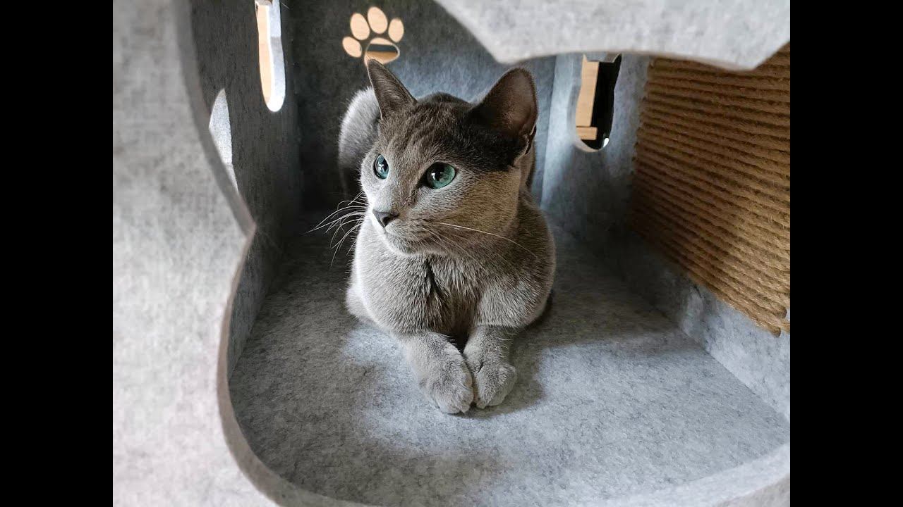Eco-Friendly Felt Cat House: The Perfect Home For Your Furry Friend