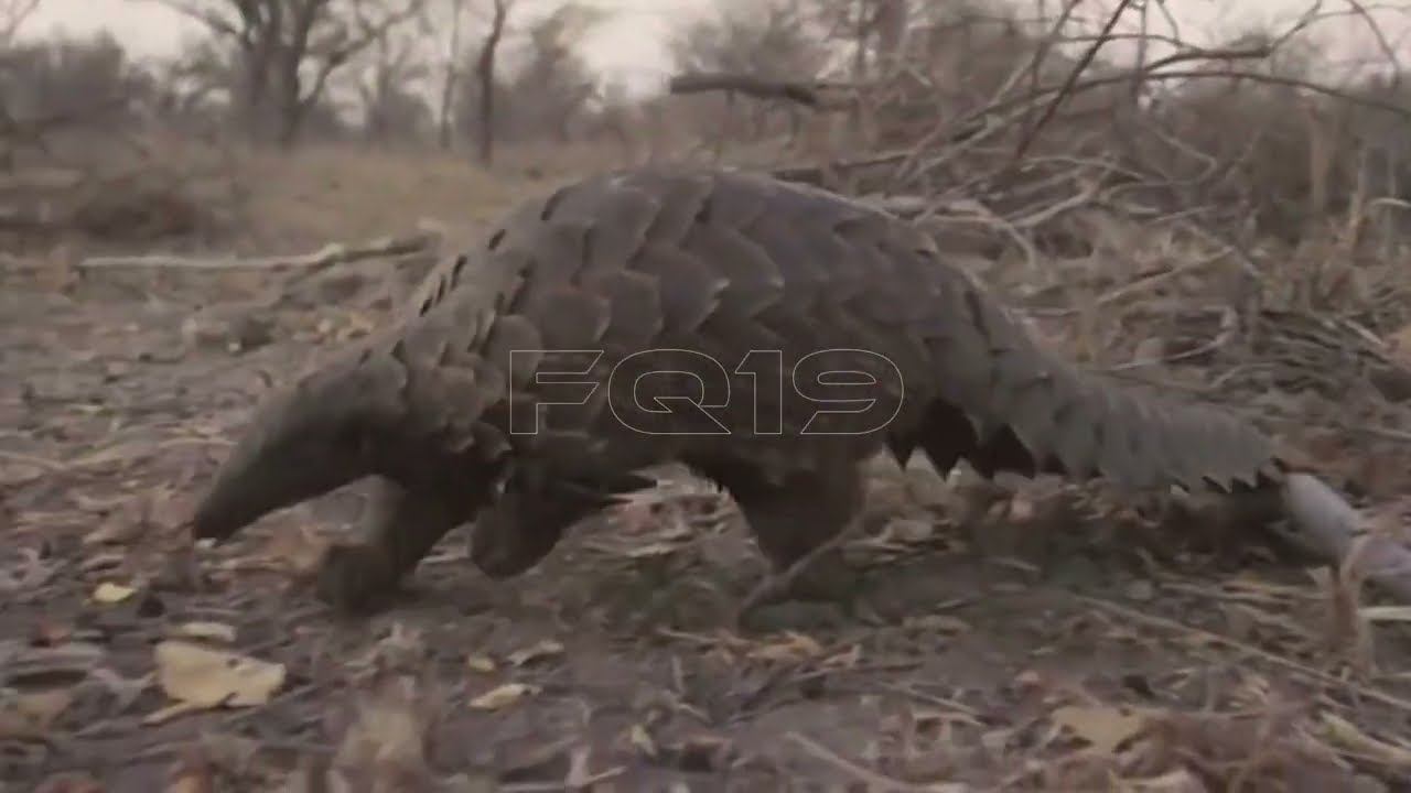 Fakta Tentang Terenggiling, Tenggiling, Pangolin