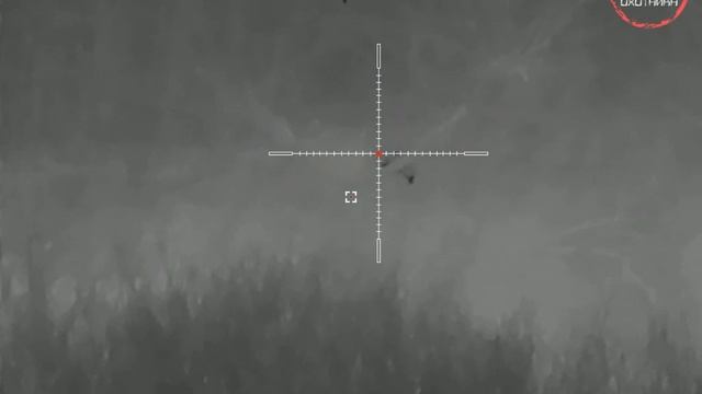 Енотовидная собака