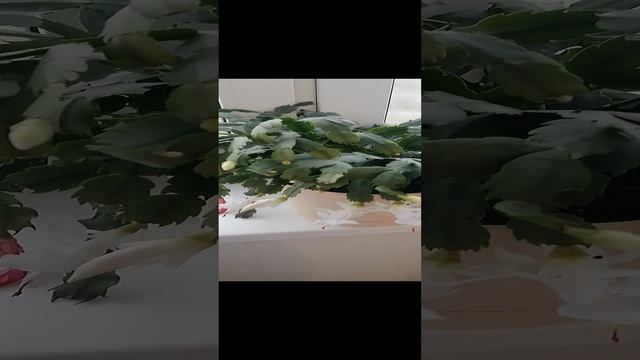 VID_20241125_151455.mp4