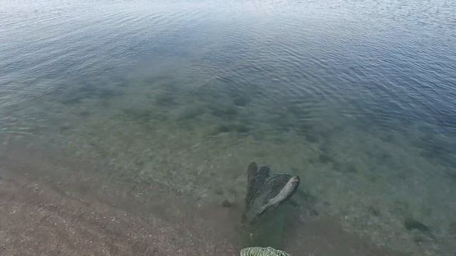 Рыбалка в Бердянске на пиленгаса 13.06.23