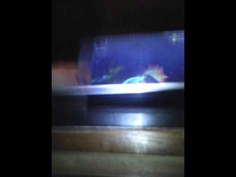 Игра Kross Fire спарта