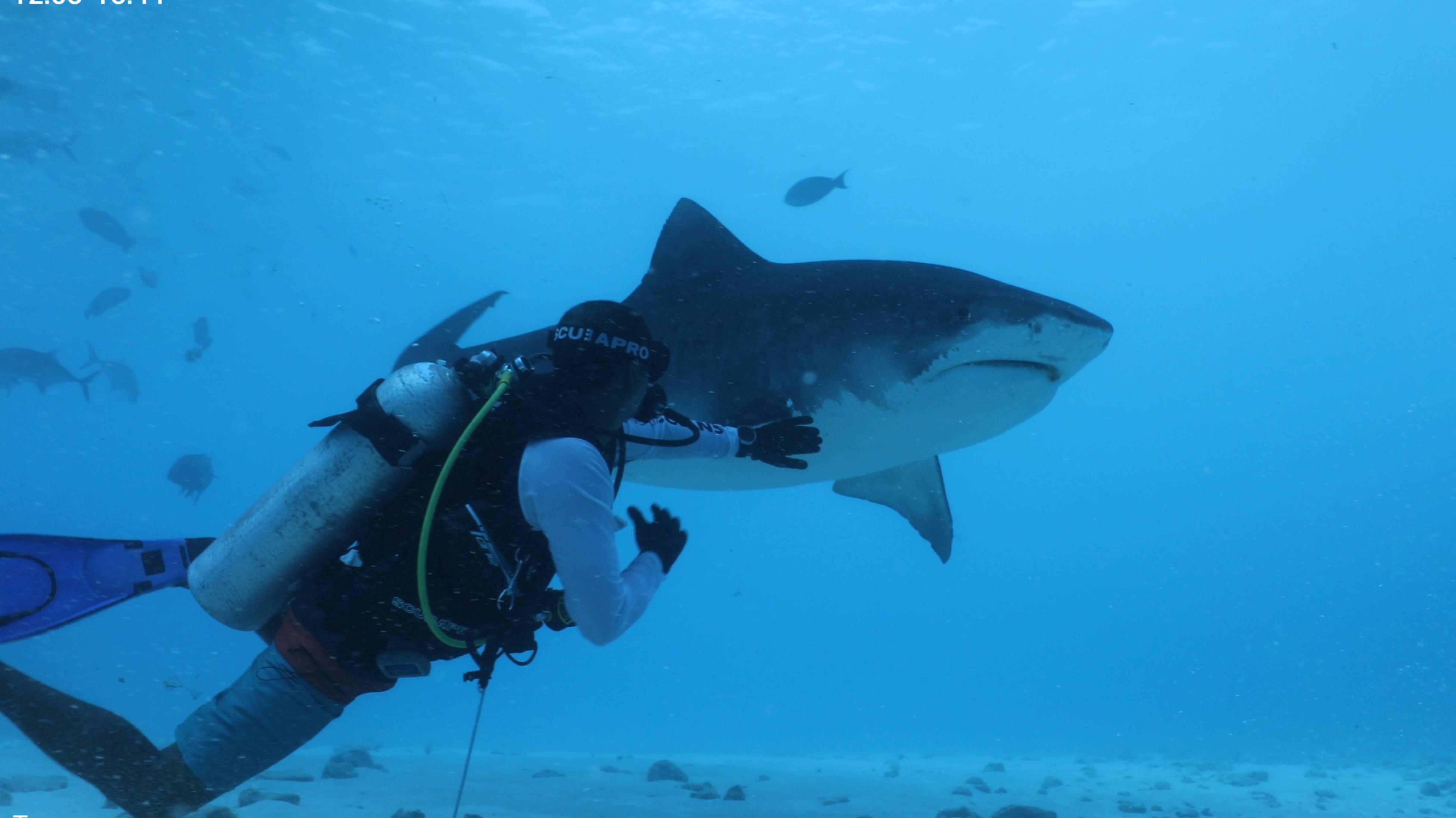 Diving Maldives 2024 April Part 3 4k