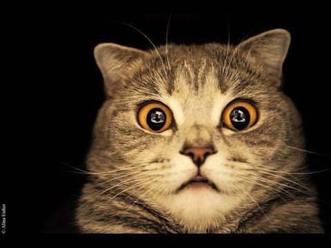 смешной котэ-funny