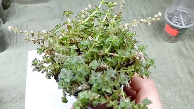 Crassula corymbulosa