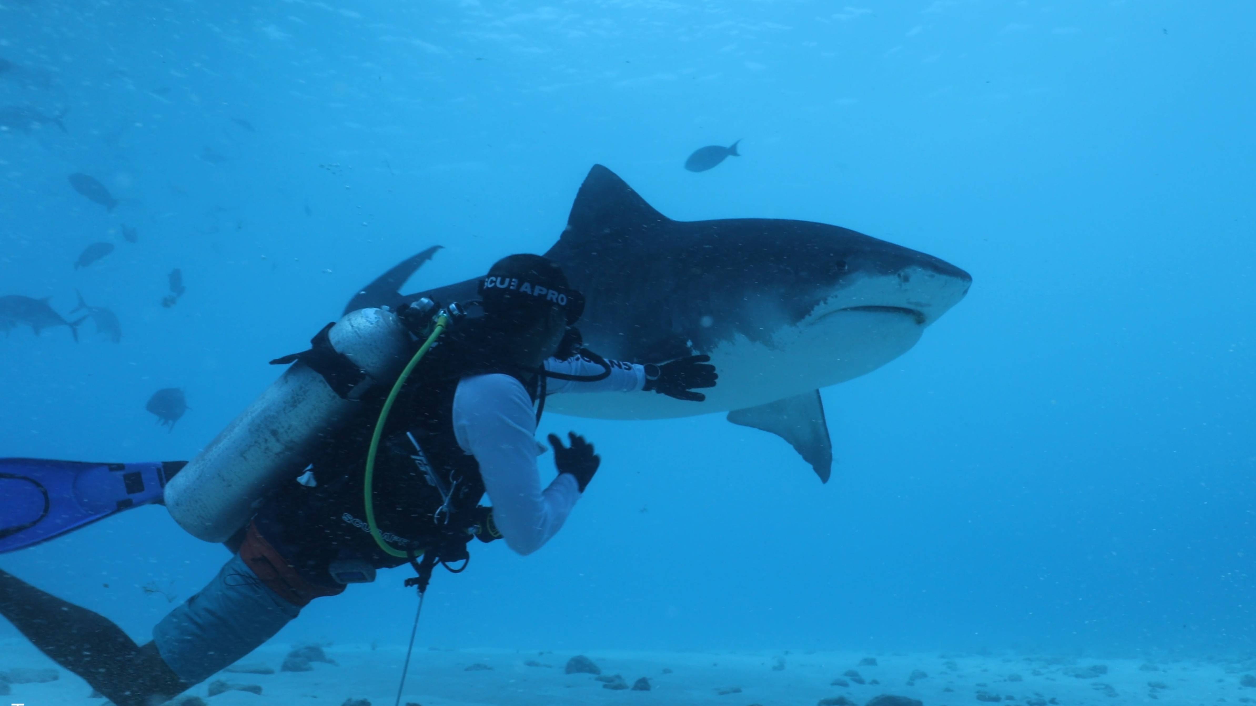 Diving Maldives 2024 April Part 2 4k