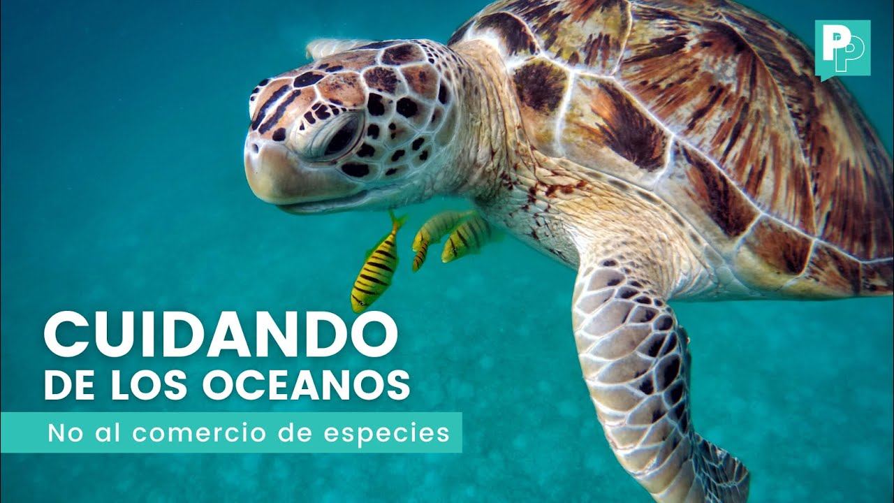 ¡CUIDADO DE LOS OCÉANOS!