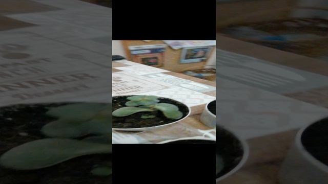 VID_20241128_155109.mp4