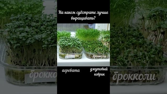 На каком субстрате лучше выращивать микрозелень? Сравниваю джут и агровату.