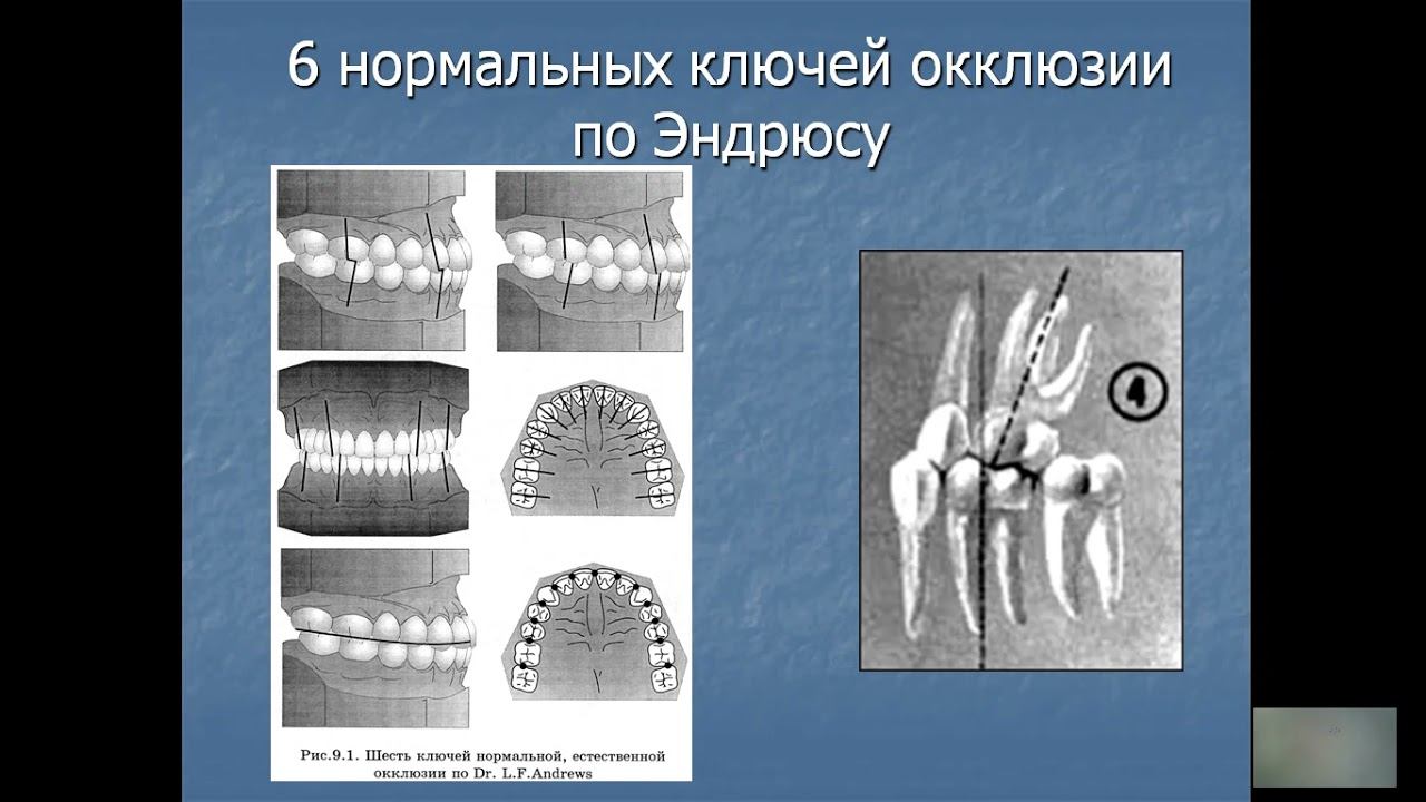 Введение в ортодонтию