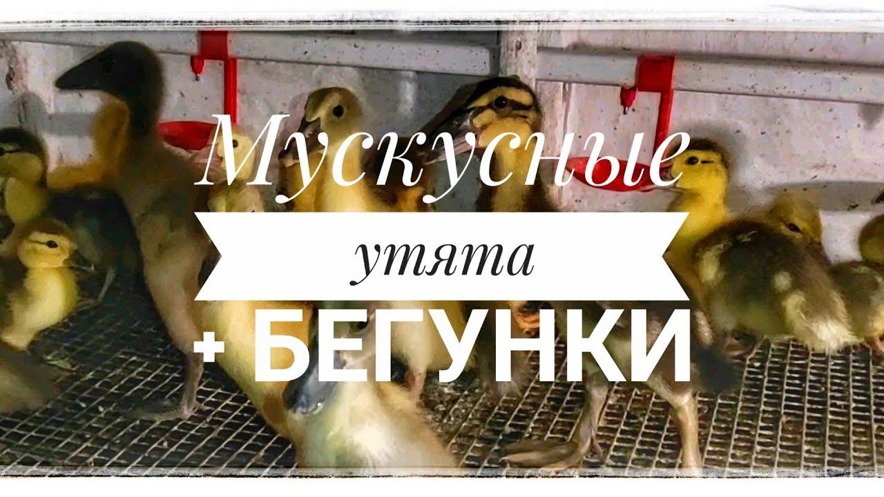 Индийский бегунок и мускусные утята