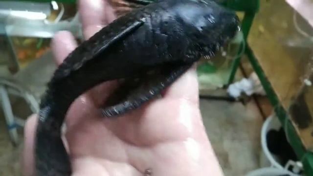 Анцитрус взрослая самка