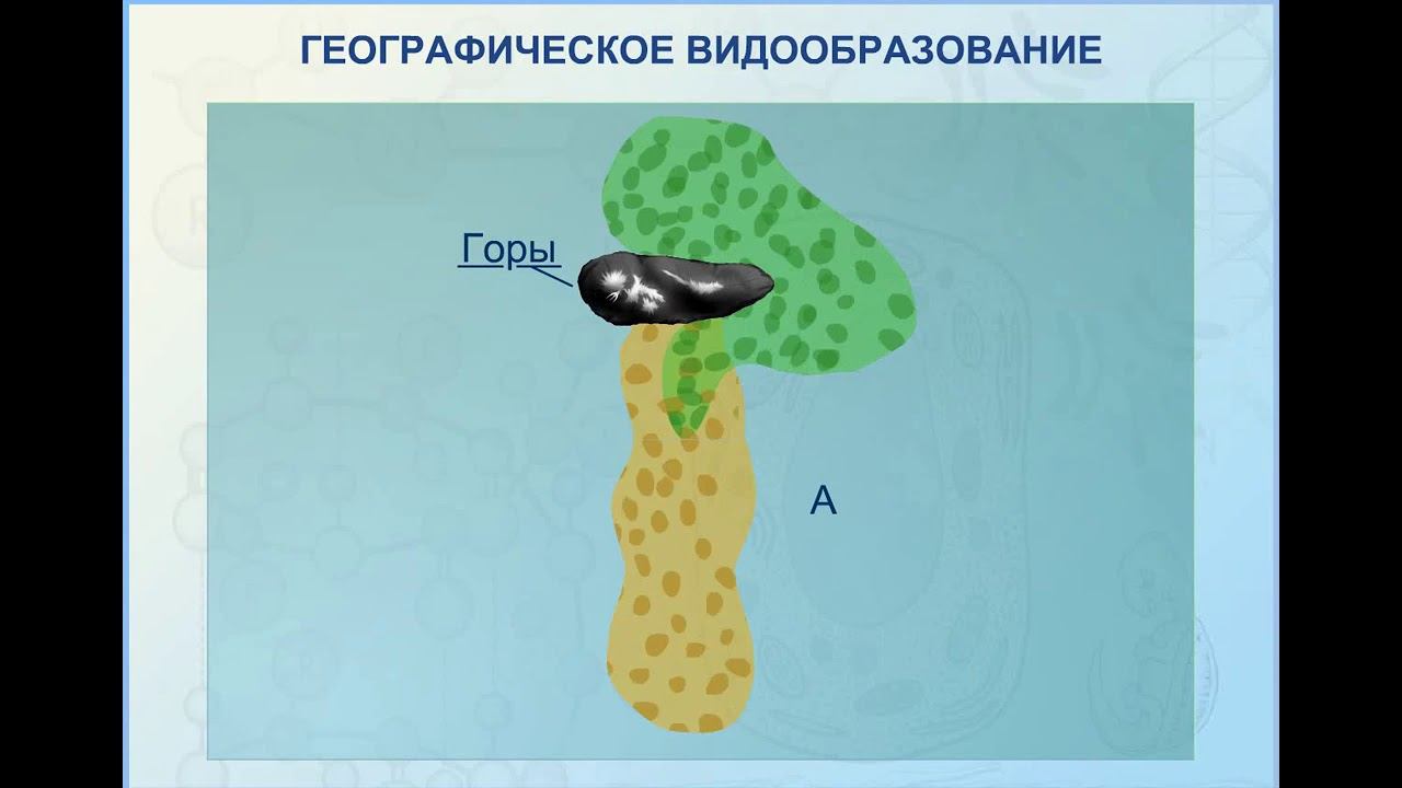 географическое видообразование